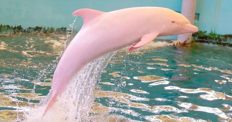 10 Rarest and Albino animals you havent seen 10