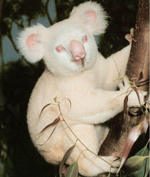 10 Rarest and Albino animals you havent seen 3