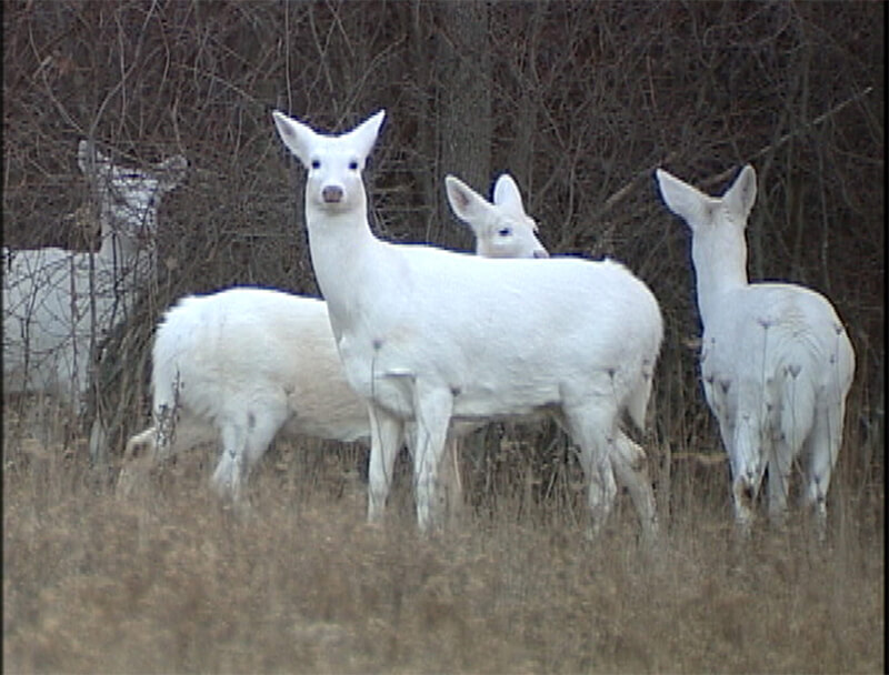 10 Rarest and Albino animals you havent seen 4
