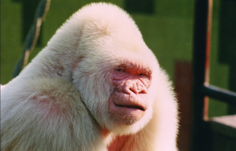 10 Rarest and Albino animals you havent seen 5