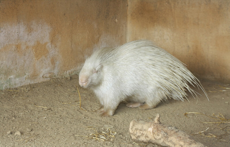 10 Rarest and Albino animals you havent seen 9