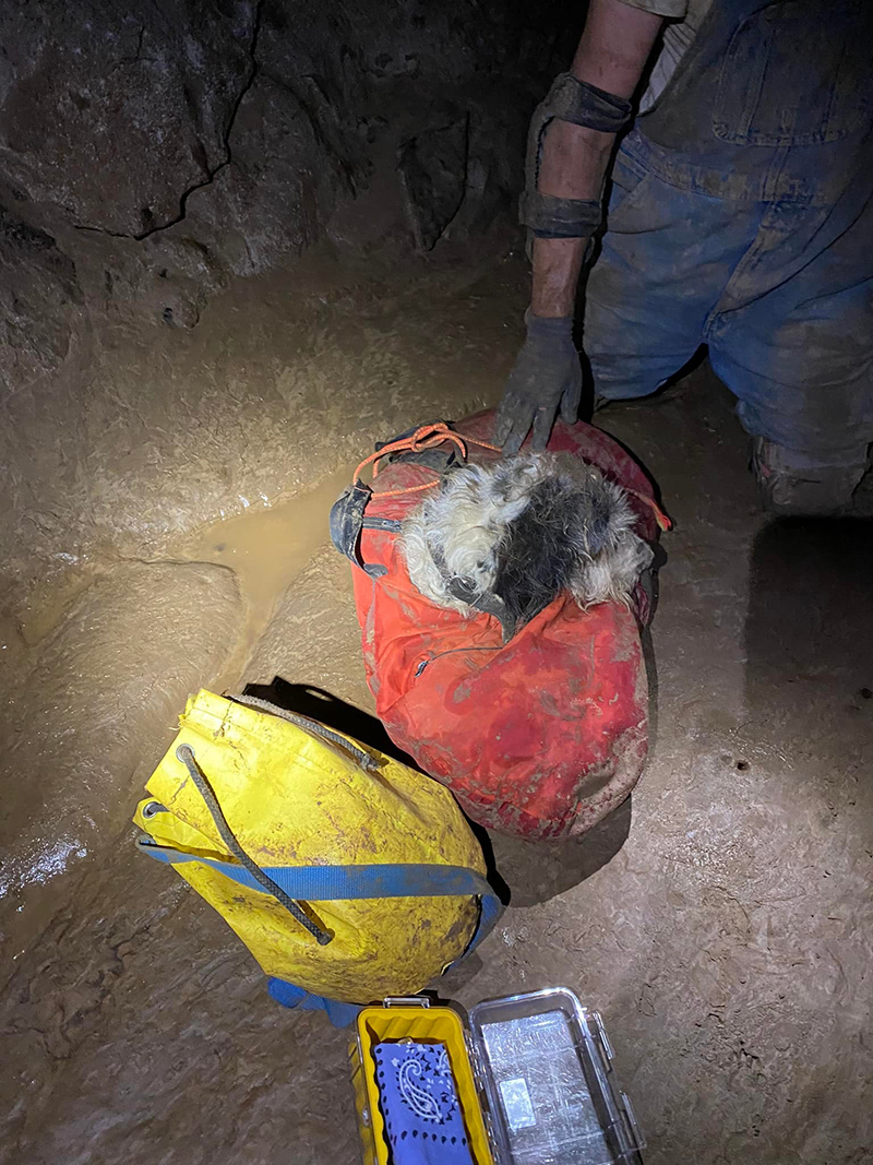 13 year old dog missing for two months found alive in a cave 1