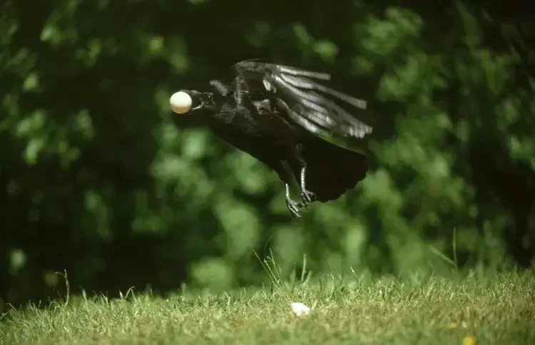 9 Reasons Crows Are Smarter Than You Think 1