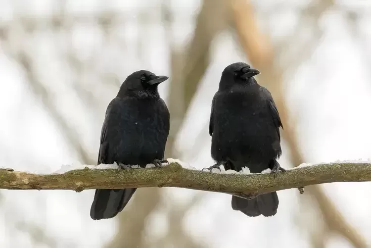 9 Reasons Crows Are Smarter Than You Think 3