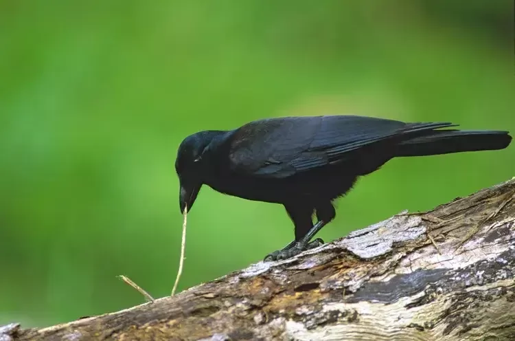 9 Reasons Crows Are Smarter Than You Think 5