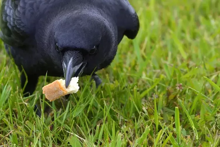 9 Reasons Crows Are Smarter Than You Think 6