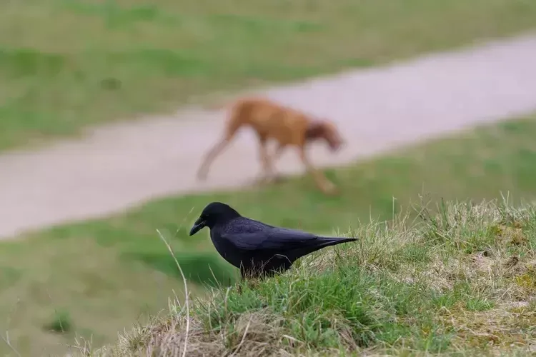9 Reasons Crows Are Smarter Than You Think 9