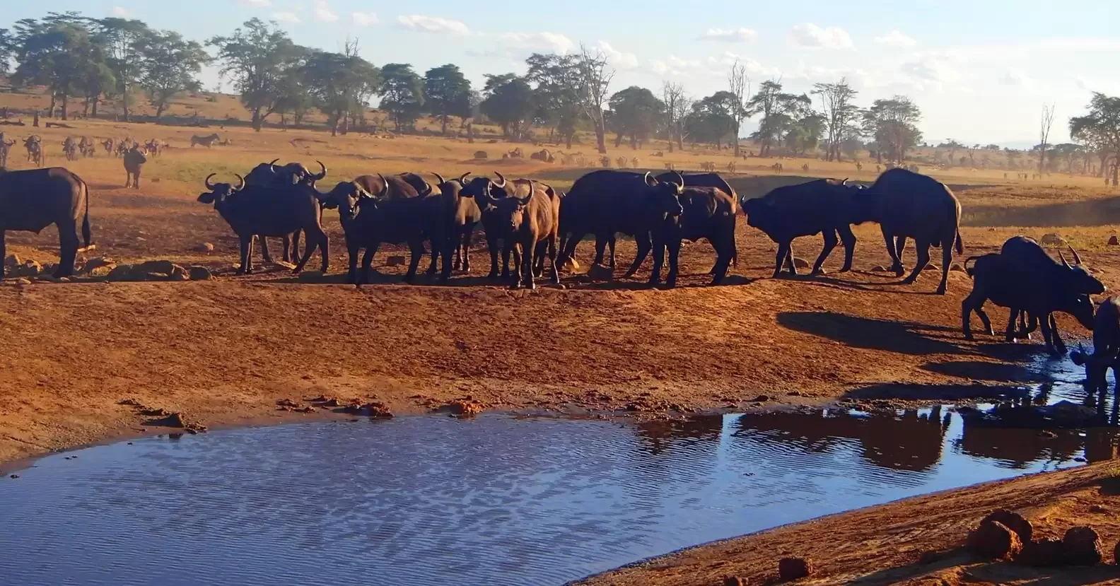 A man travels for hours daily through a drought to provide water for wild animals 2