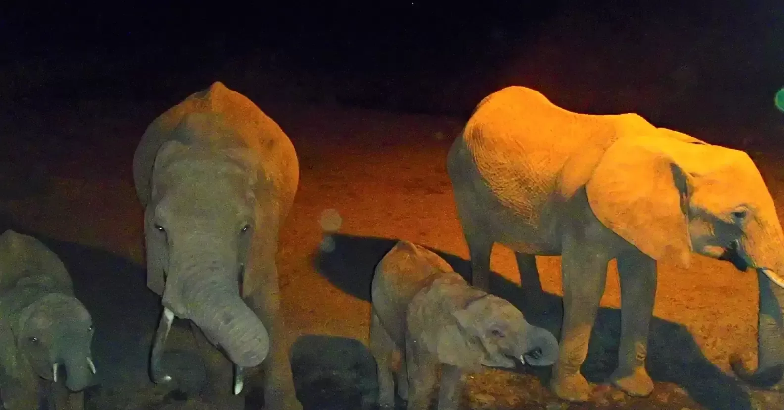 A man travels for hours daily through a drought to provide water for wild animals 3