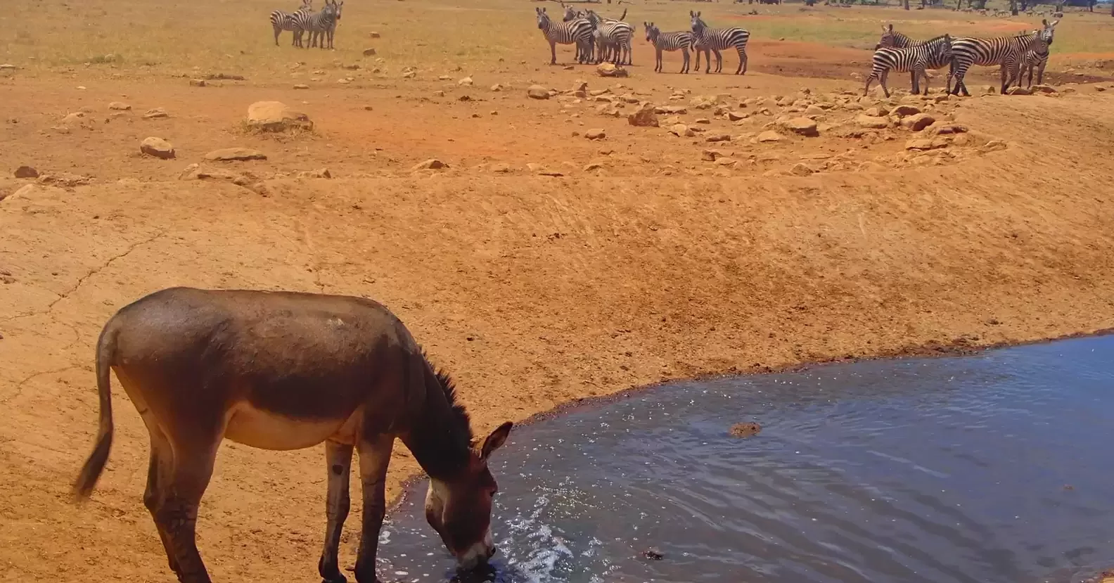 A man travels for hours daily through a drought to provide water for wild animals 6