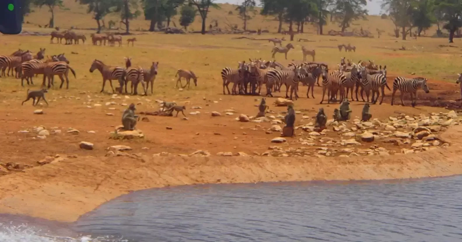 A man travels for hours daily through a drought to provide water for wild animals 8