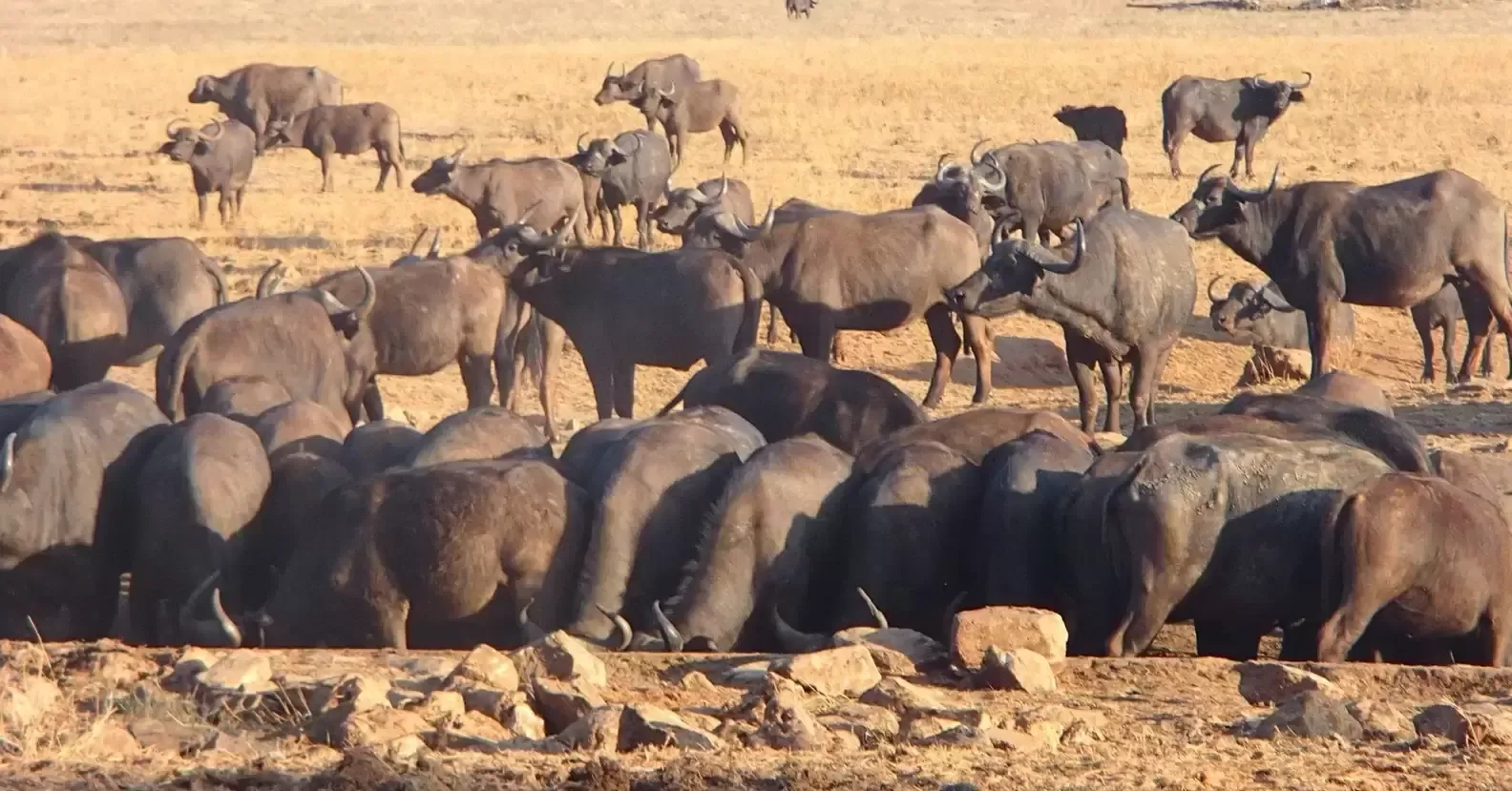 A man travels for hours daily through a drought to provide water for wild animals 9