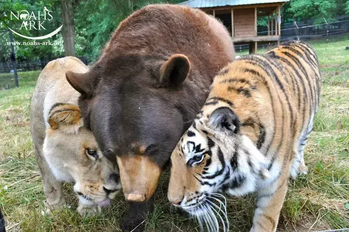 Bear Tiger And Lion Became Friends For Life 1