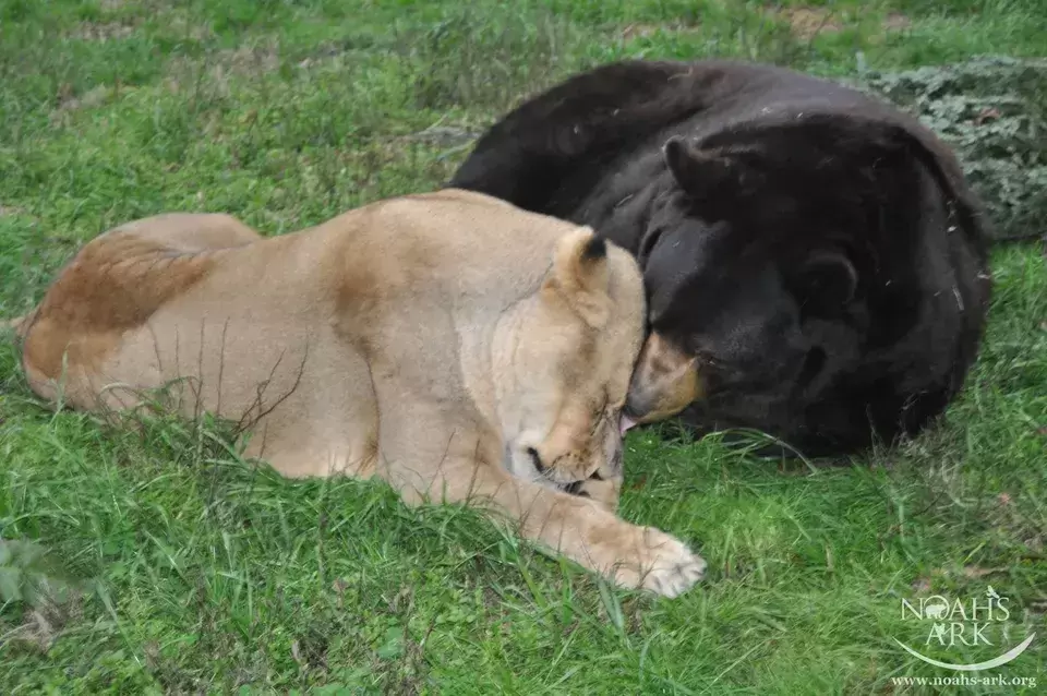 Bear Tiger And Lion Became Friends For Life 10