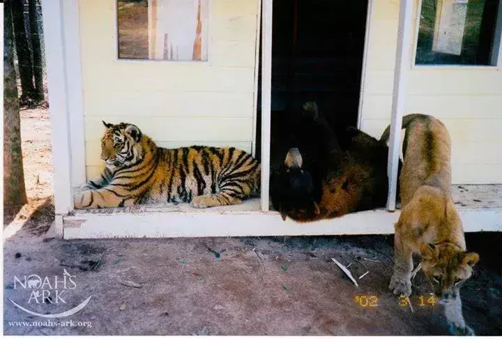 Bear Tiger And Lion Became Friends For Life 3
