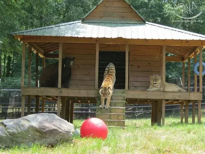 Bear Tiger And Lion Became Friends For Life 4
