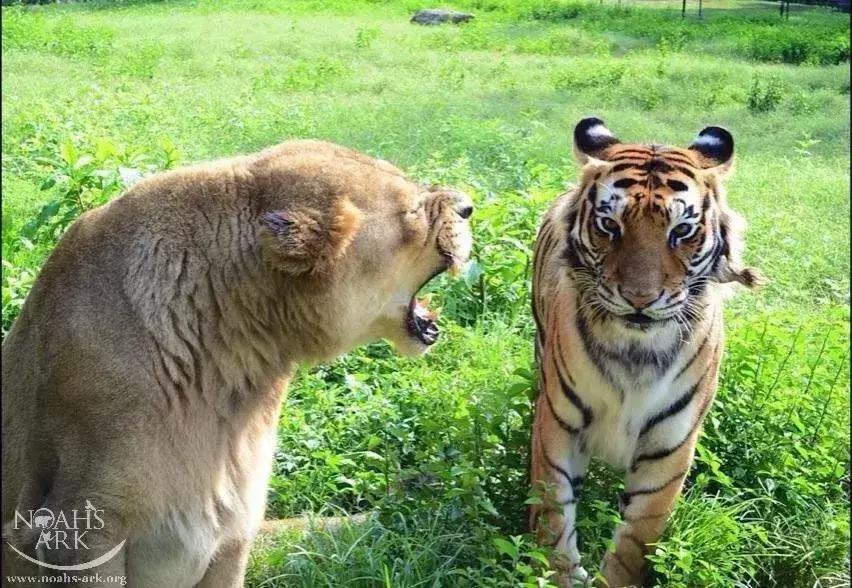 Bear Tiger And Lion Became Friends For Life 7