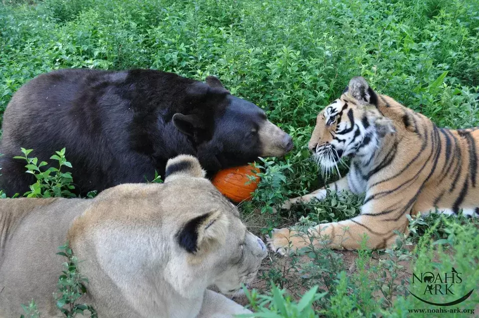 Bear Tiger And Lion Became Friends For Life 8