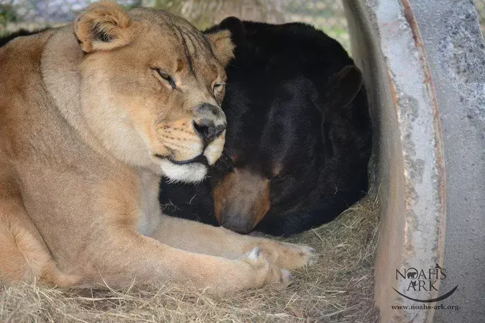 Bear Tiger And Lion Became Friends For Life 9