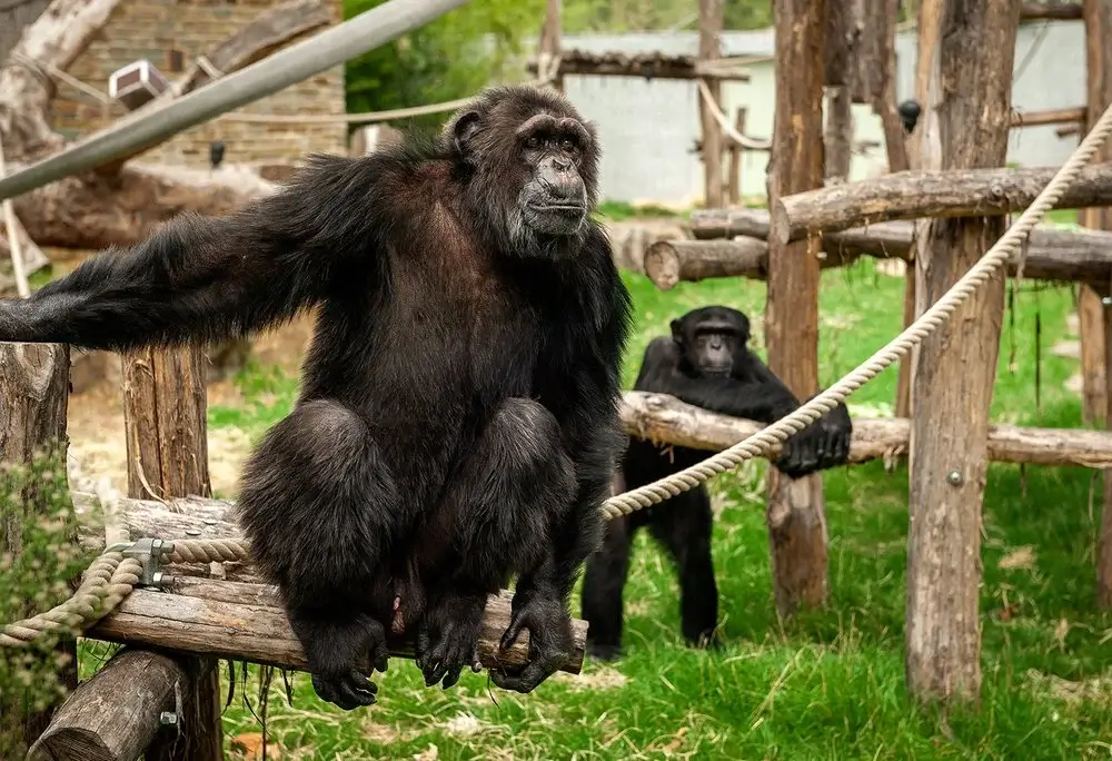 Belgian Woman Banned from Zoo After 4 Year Affair with Chimpanzee 1