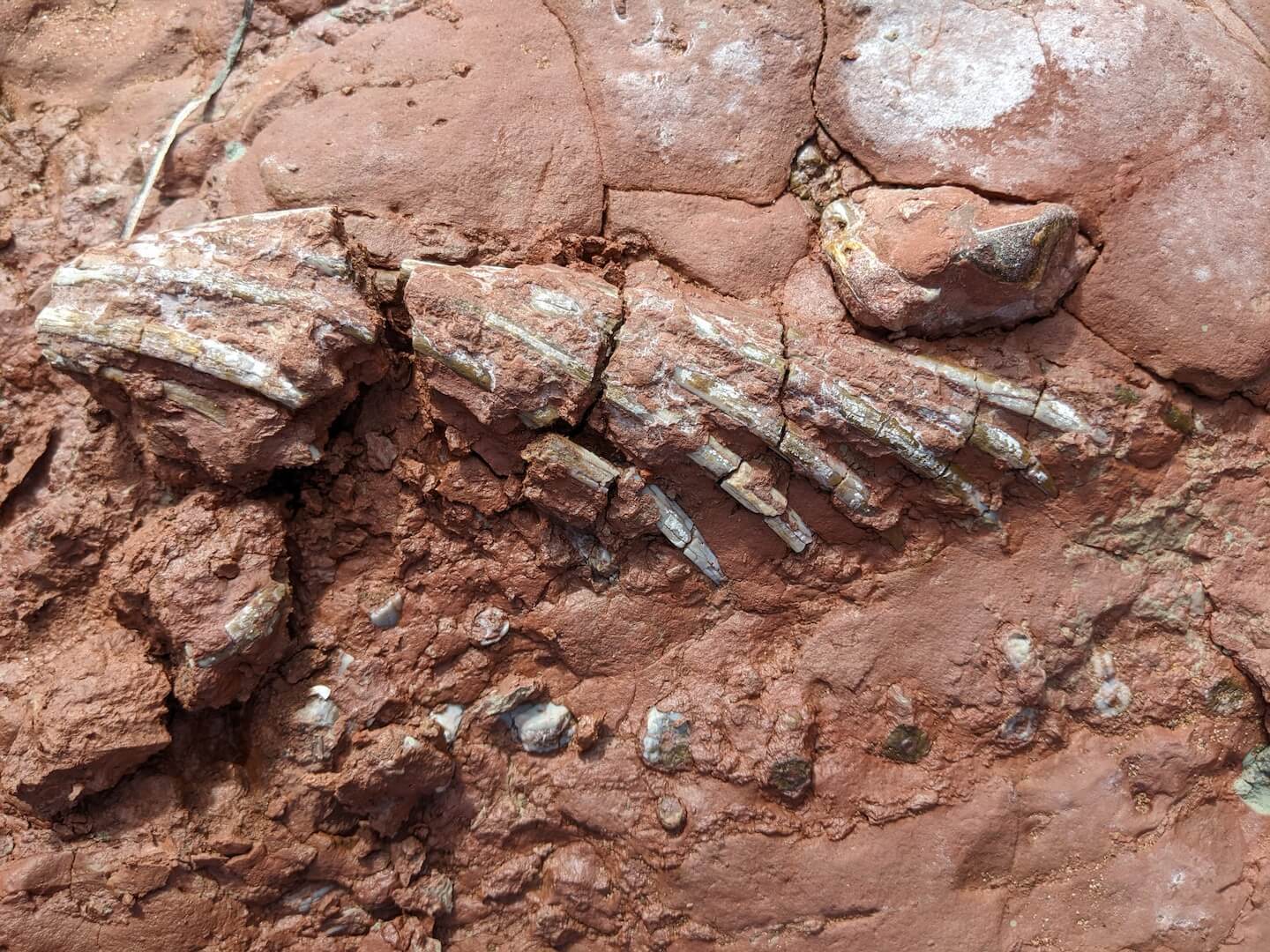 Canadian Schoolteacher Discovers a Fossil That May Be 300 Million Years Old 1