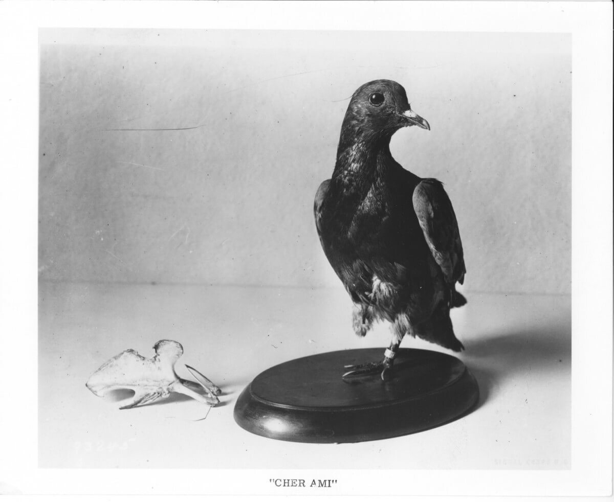 Chen Ami The Bravery pigeon that saved 194 soldier 1