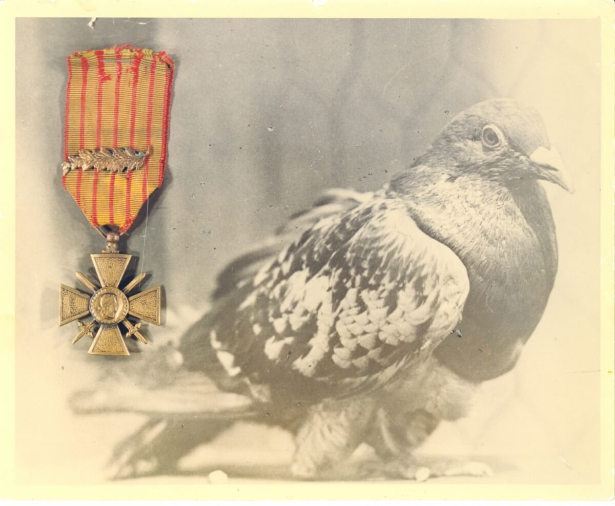 Chen Ami The Bravery pigeon that saved 194 soldier 2