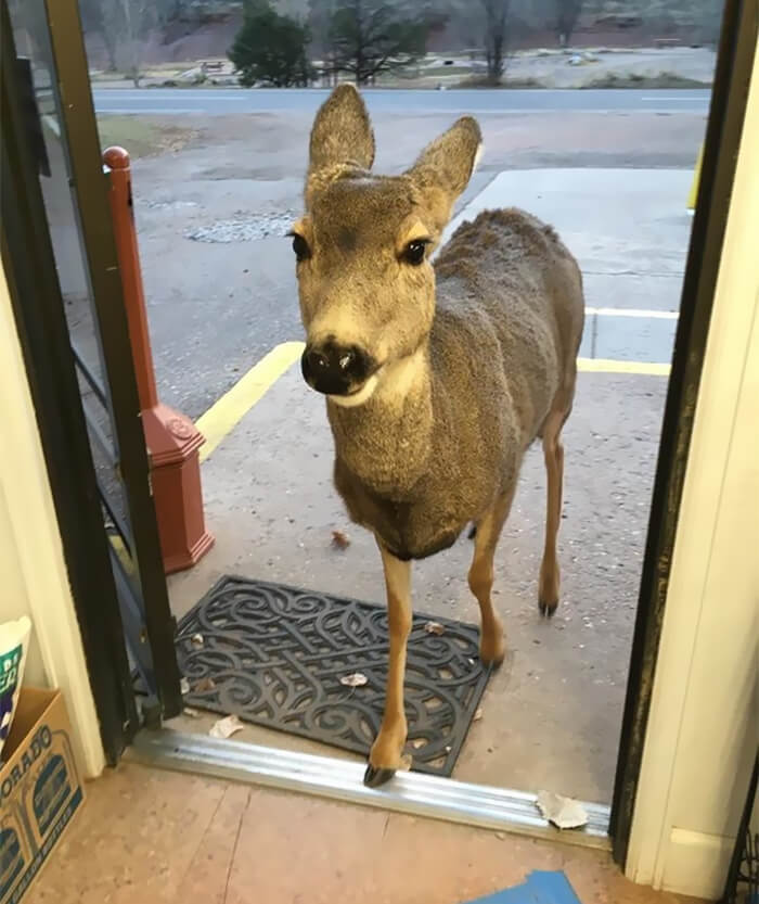 A small gift shop in Fort Collins, Colorado got some unexpected guests recently.