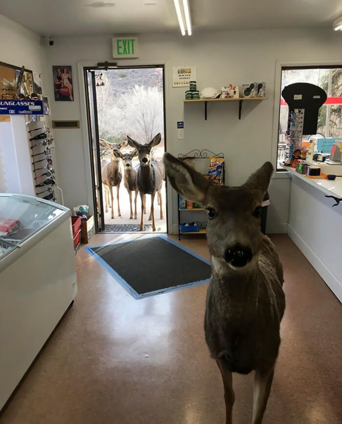 Deer walks into store with kids 4