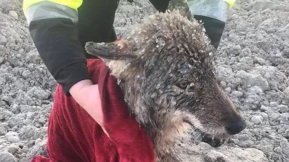 Estonians save a wolf from the ice by mistaking it for a dog 1