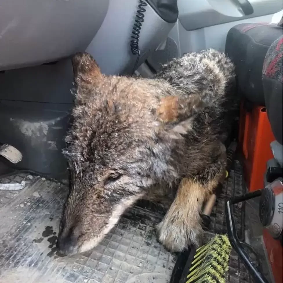 Estonians save a wolf from the ice by mistaking it for a dog 2