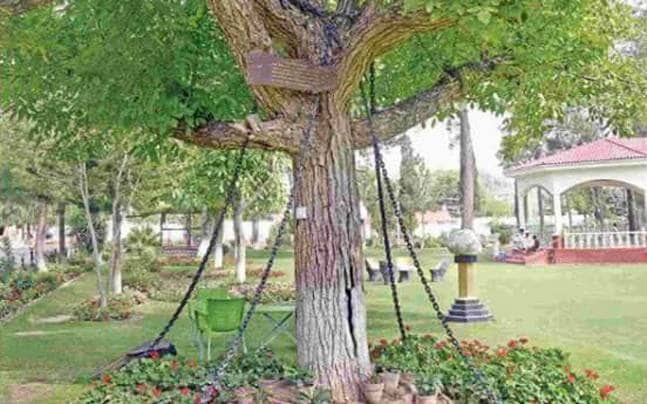 In Pakistan this banyan tree has been detained for one hundred years 1