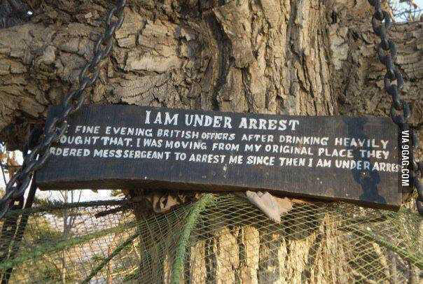 In Pakistan this banyan tree has been detained for one hundred years 2