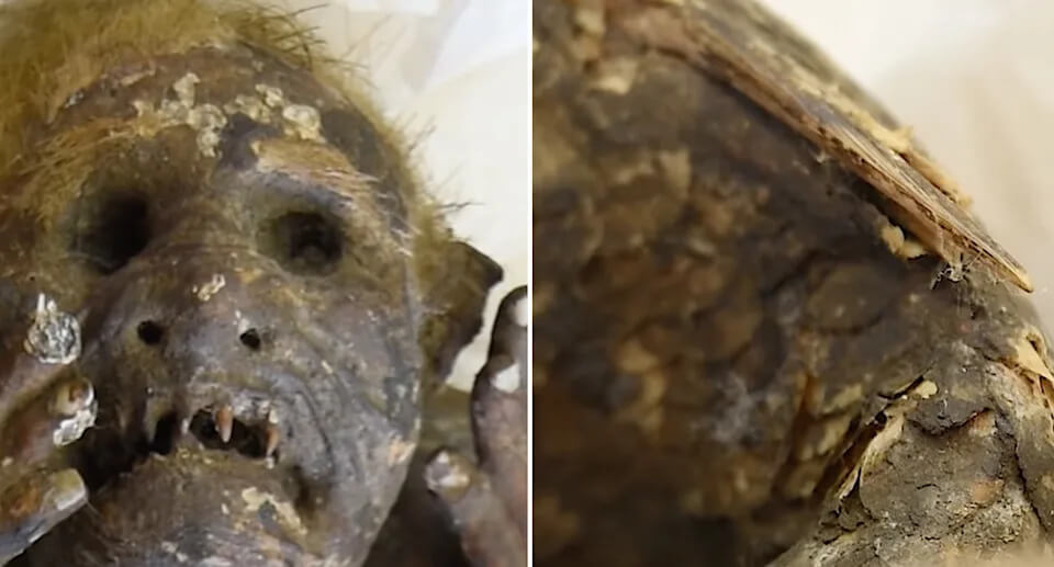 Mystery of 300 year old mummified mermaid is being probed 1