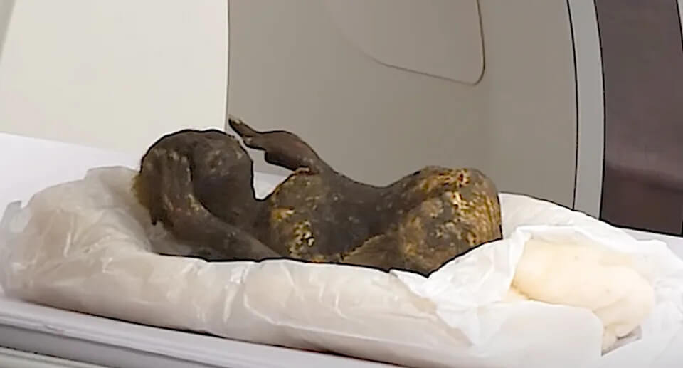 Mystery of 300 year old mummified mermaid is being probed 4