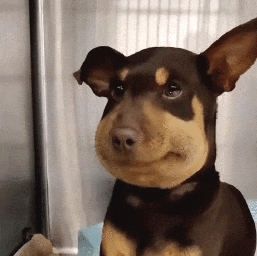 Photos of dogs who were stung by bees yet remained adorable 4