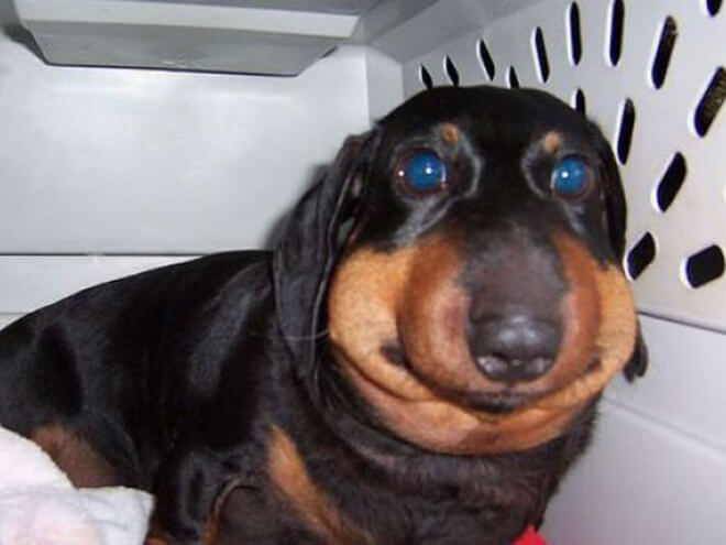 Photos of dogs who were stung by bees yet remained adorable 5