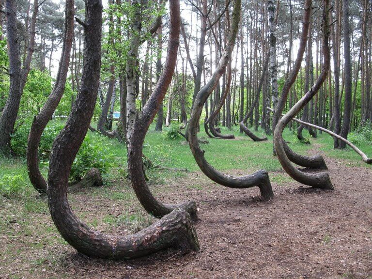 Polands Krzywy The Mysteries of the Crooked trees 2