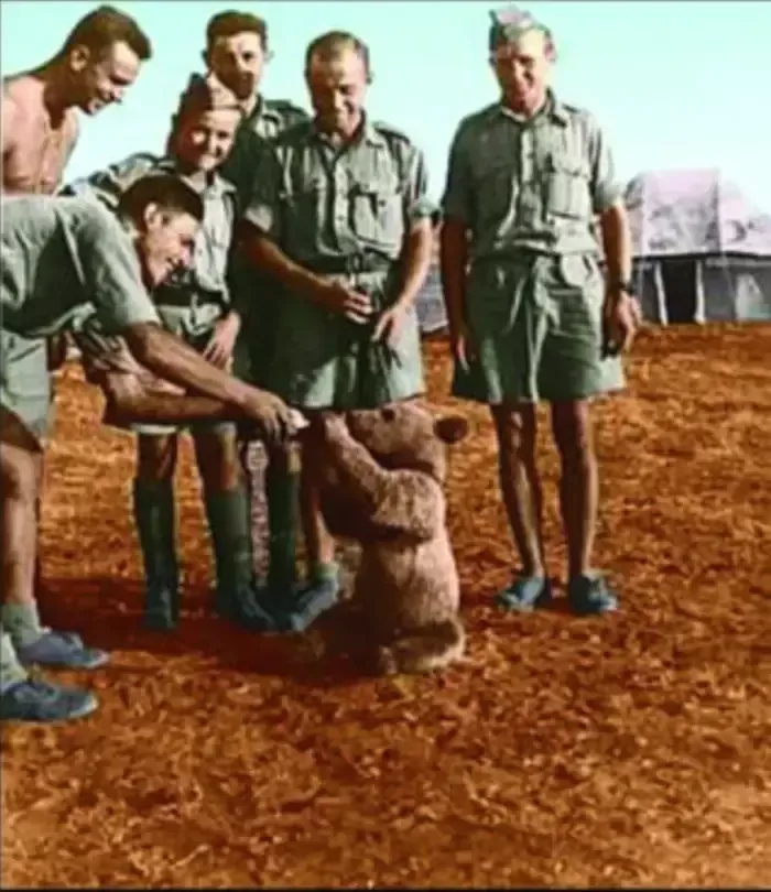 The 440 pound bear named Wojtek and his World War II battle against the Nazis 1