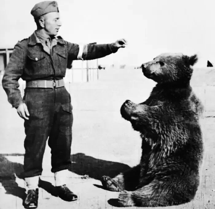 The 440 pound bear named Wojtek and his World War II battle against the Nazis 2