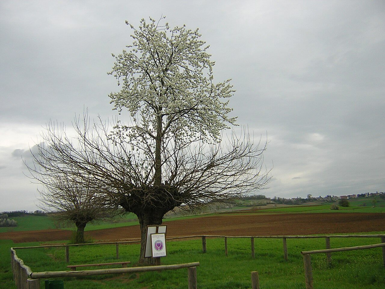 The Unique Grana Double Tree of Piedmont Italy 1