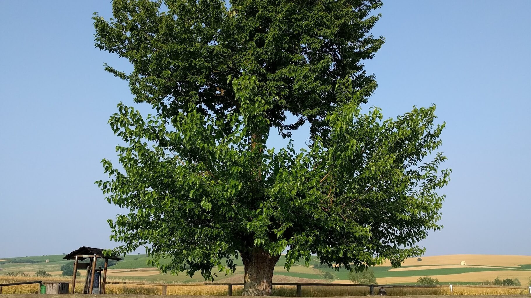 The Unique Grana Double Tree of Piedmont Italy 3