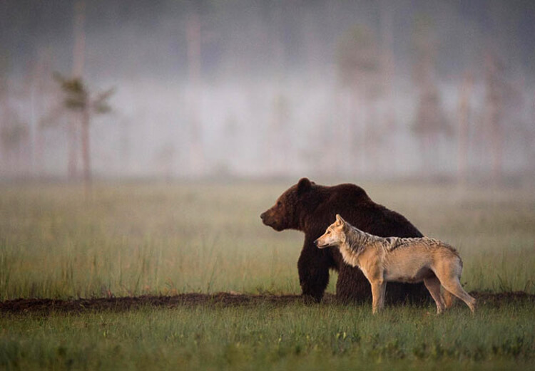 The unique frienship of a bear and a dog 10