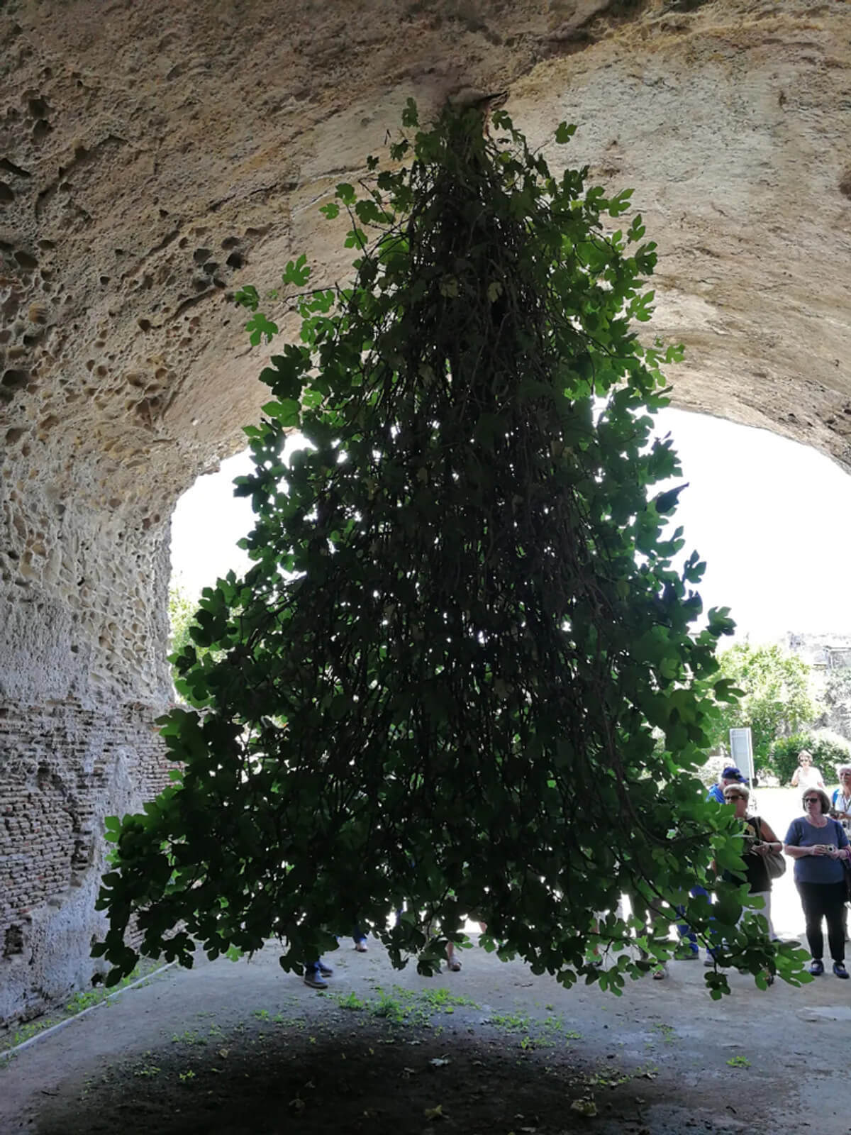 Upside Down Fig Tree From The Roof Of An Ancient Ruin in Italy 1