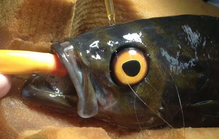 one eyed Vancouver fish 1