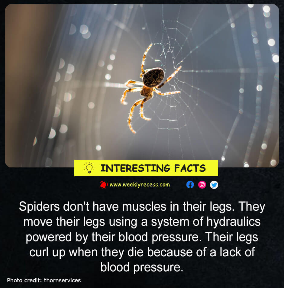 Spiders don't have muscles in their legs
