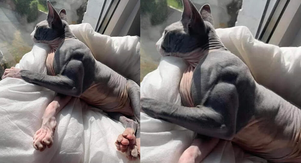 A Super Cat With Excessively Large Muscles Goes Viral Due To A Rare Condition