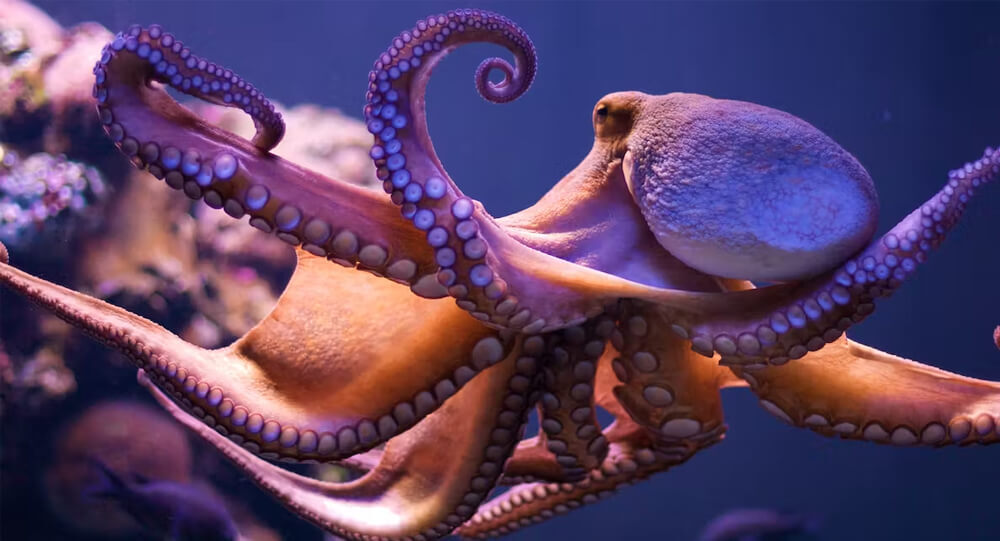 Are Octopus Intelligent? A Look Inside an Octopus's Brain