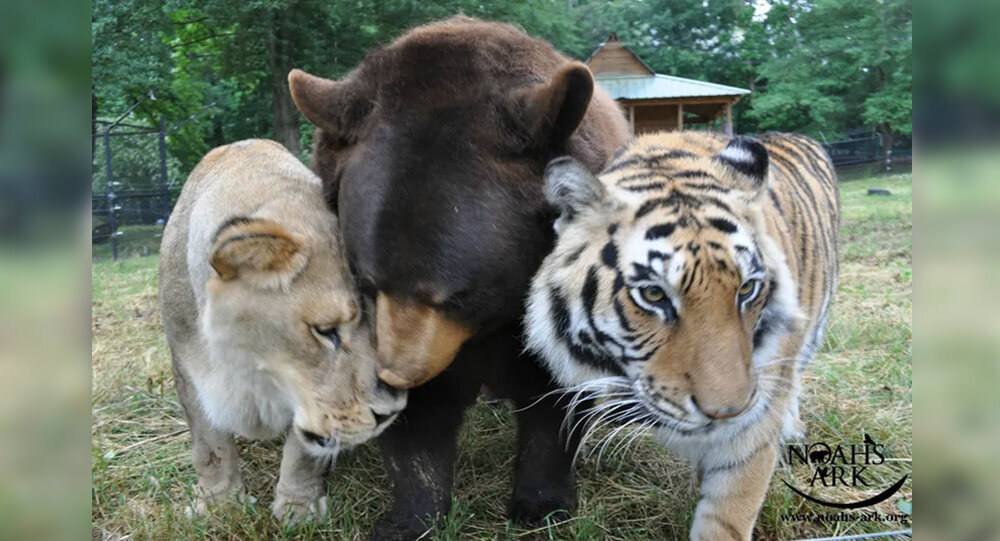 Bear, Tiger, And Lion Became Friends For Life