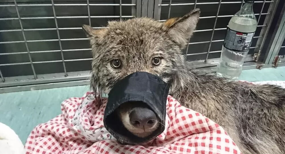 Estonians save a wolf from the ice by mistaking it for a dog